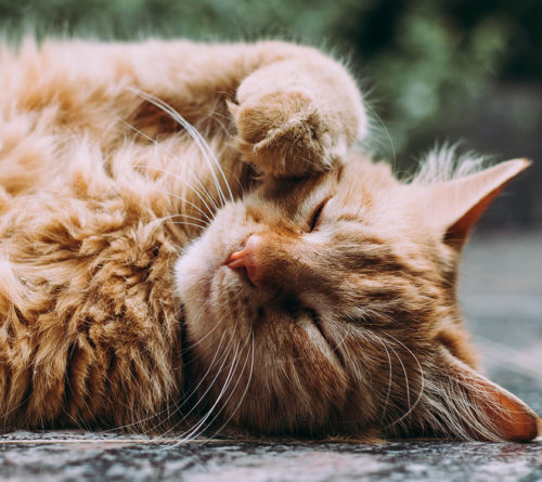 katt