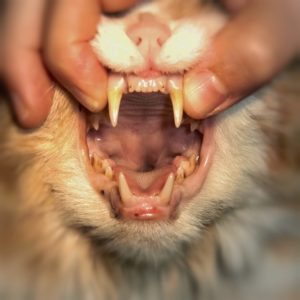 katt med åpen munn