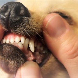 tannsjekk hund
