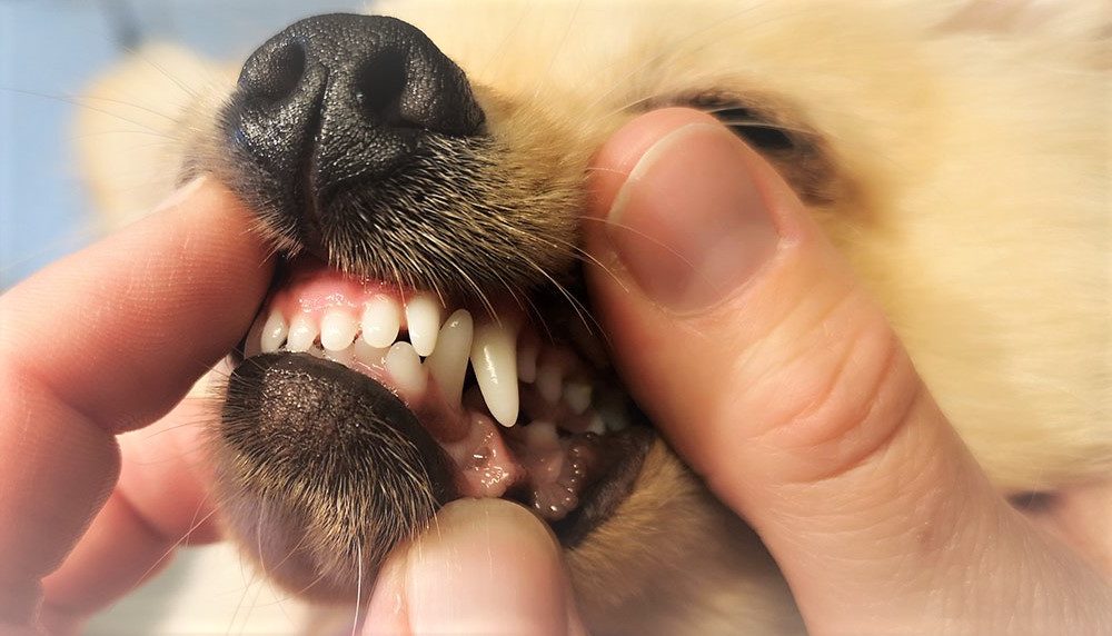 tannsjekk hund