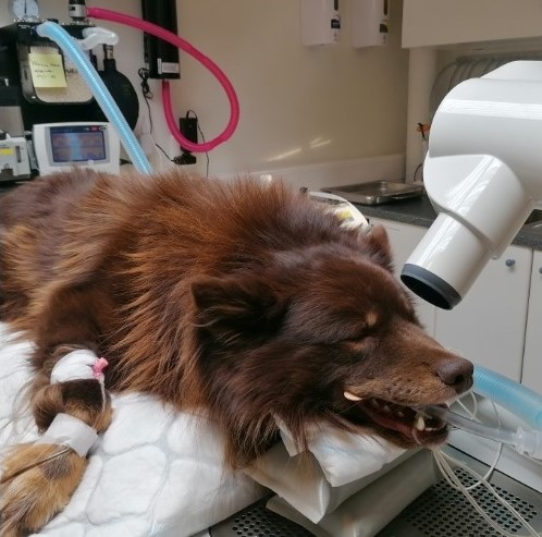 tannrøntgen av hund