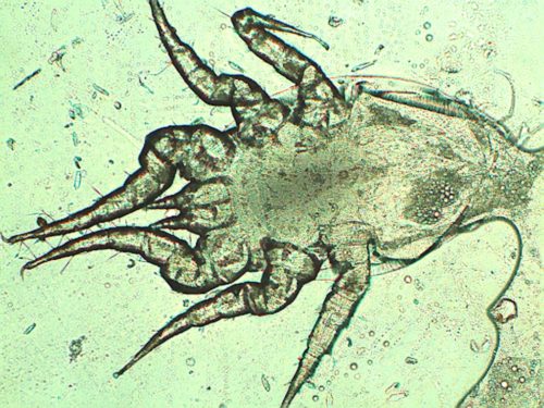 Mikroskopi av en av middene som vi filmet rundt nesa. Denne har tre par bein, og er derfor en nesemidd-larve og ikke voksen nesemidd. 