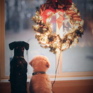 hunder og julepynt