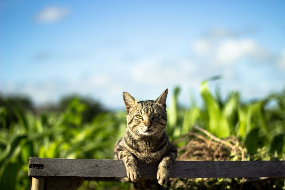Katt lener seg på hagebenk