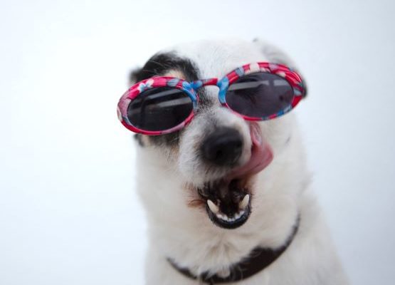 Hund med solbriller