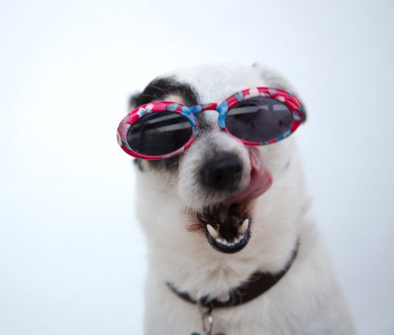 Hund med solbriller
