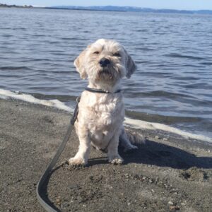hund på stranda