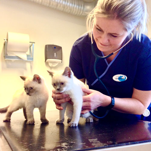 kattunder, undersøkelse hos veterinær