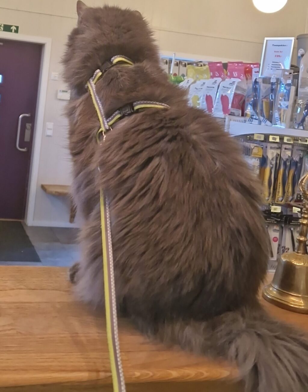 katt med lang pels i resepsjonen