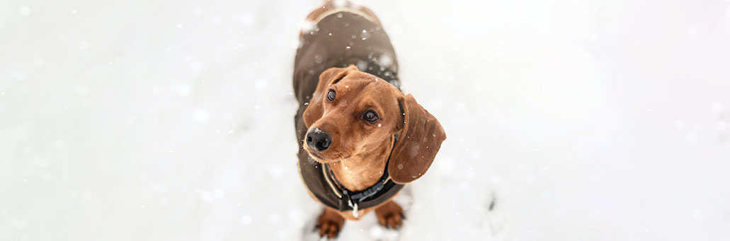 hund, kulde, snø