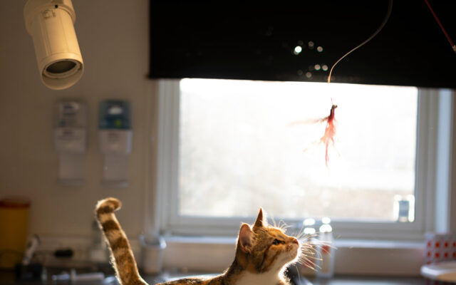 Katt som leker med fjær
