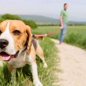 Beagle på tur i bånd