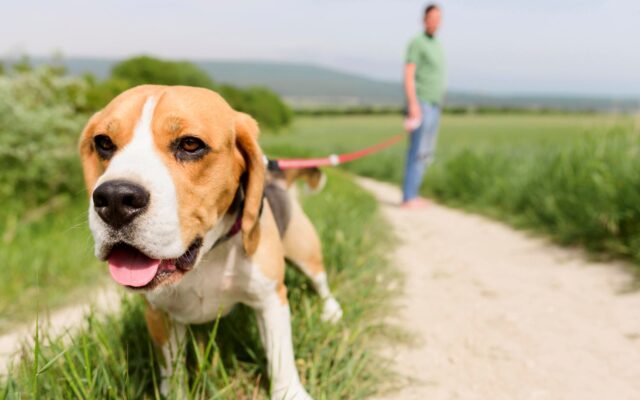 Beagle på tur i bånd