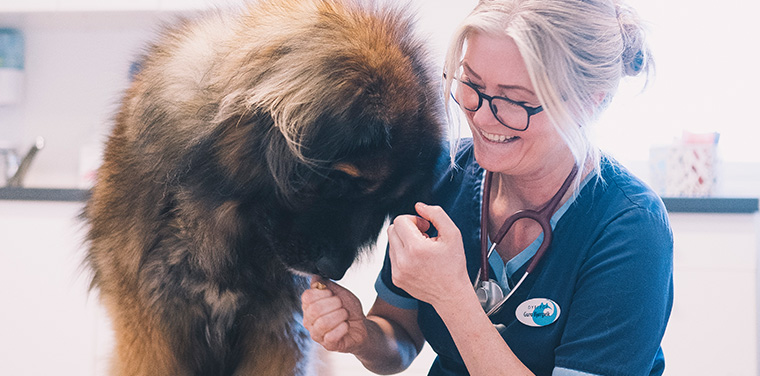 hund, veterinær