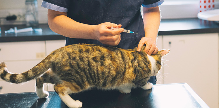 katt, veternær, vaksine