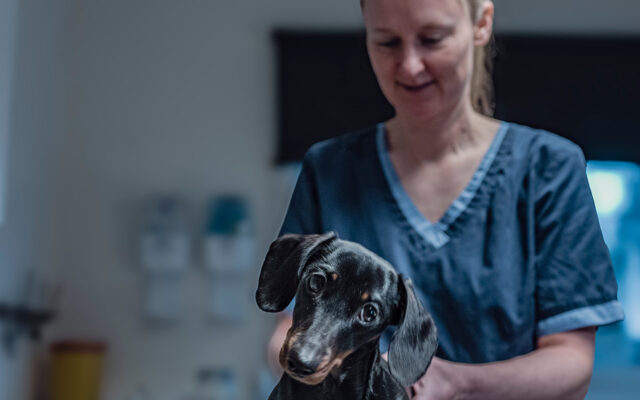 Dachs på undersøkelsesbordet