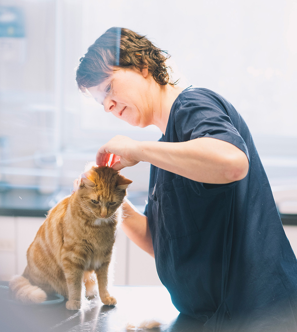 undersokelse-katt-veterinaer katt, veterinær, undersøkelse