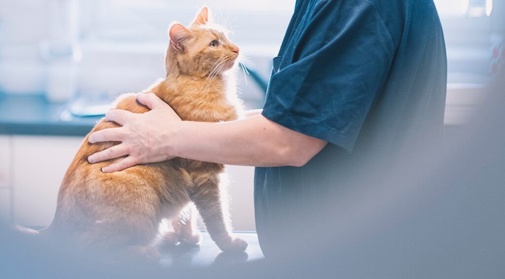 Katt på undersøkelsesbordet