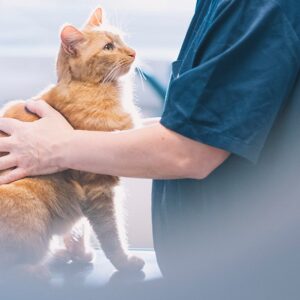 Katt på undersøkelsesbordet