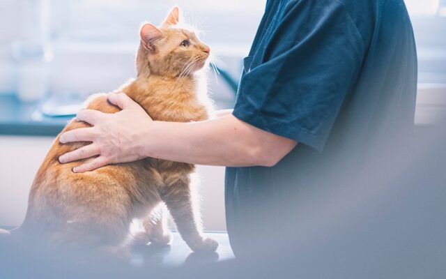 Katt på undersøkelsesbordet