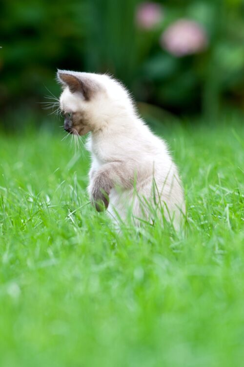 kattunge på plenen