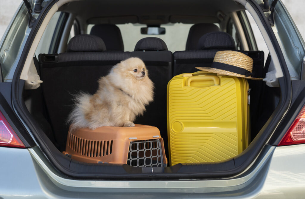 LIten hund står på reiseburet sitt i bakasjerommet, sammen med koffert