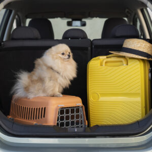 LIten hund står på reiseburet sitt i bakasjerommet, sammen med koffert
