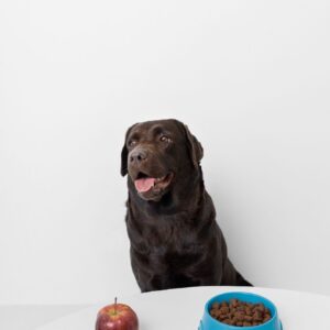 Hund med frukt foran seg