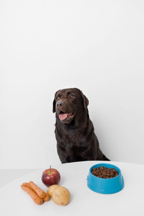 Hund med frukt foran seg