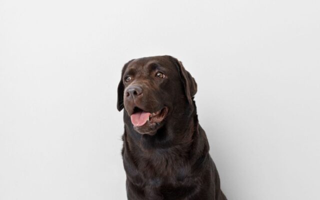 Hund med frukt foran seg