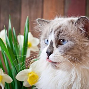 Katt som lukter på påskeliljer