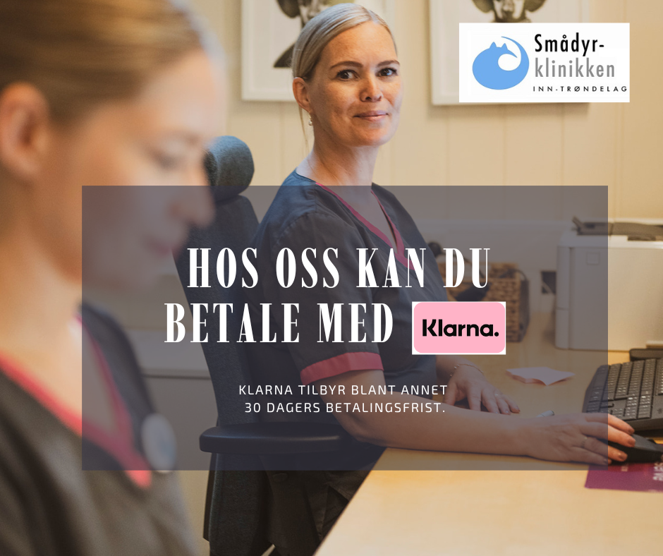 resepsjonist som kikker mot kamera. tekst med info om at man kan betale med Klarna på Smådyrklinikken.