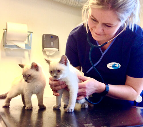 kattunger, veterinær, underøkelse
