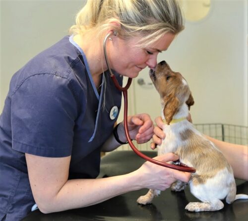 valp, veterinær, underøkelse